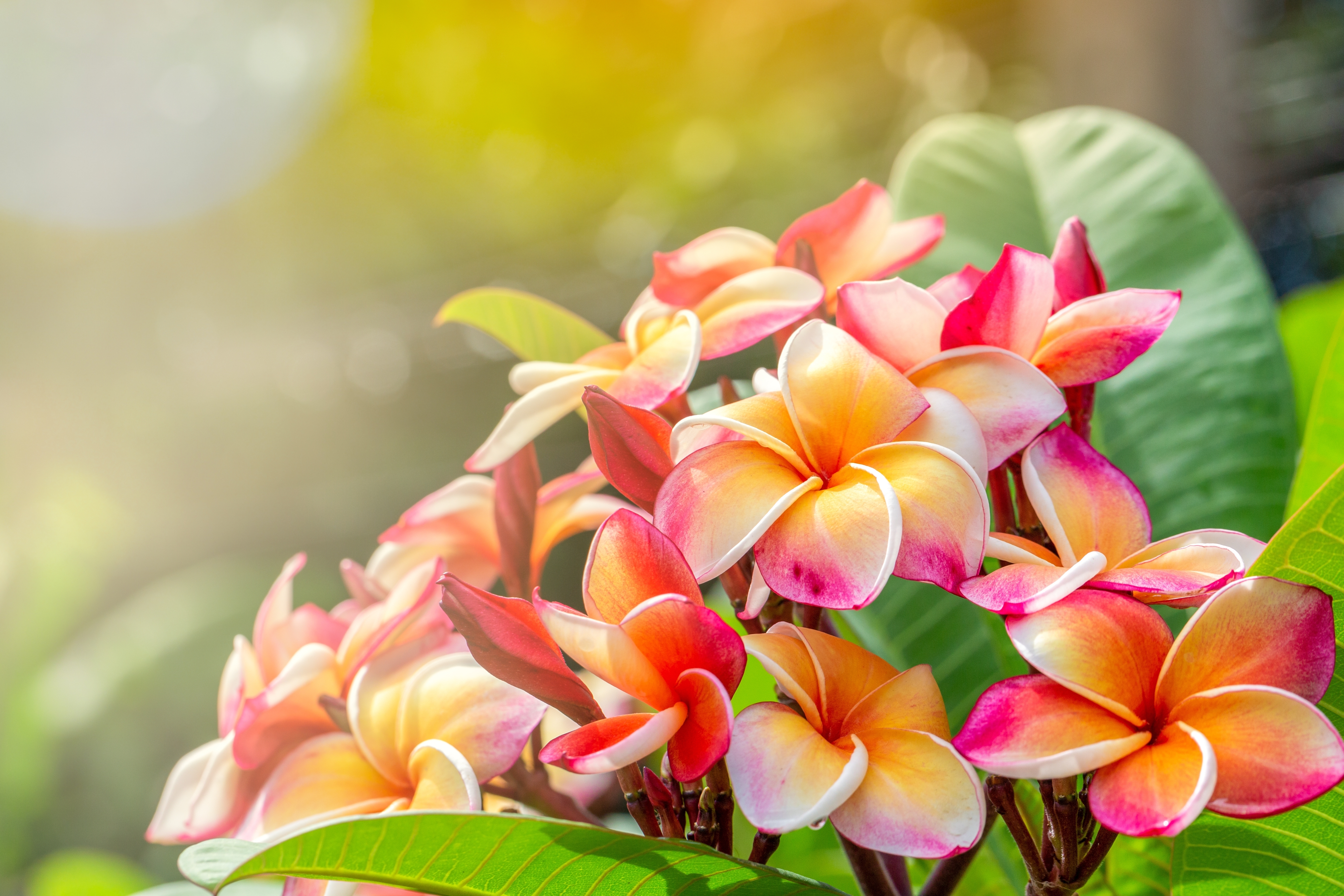 aloha flowers 1