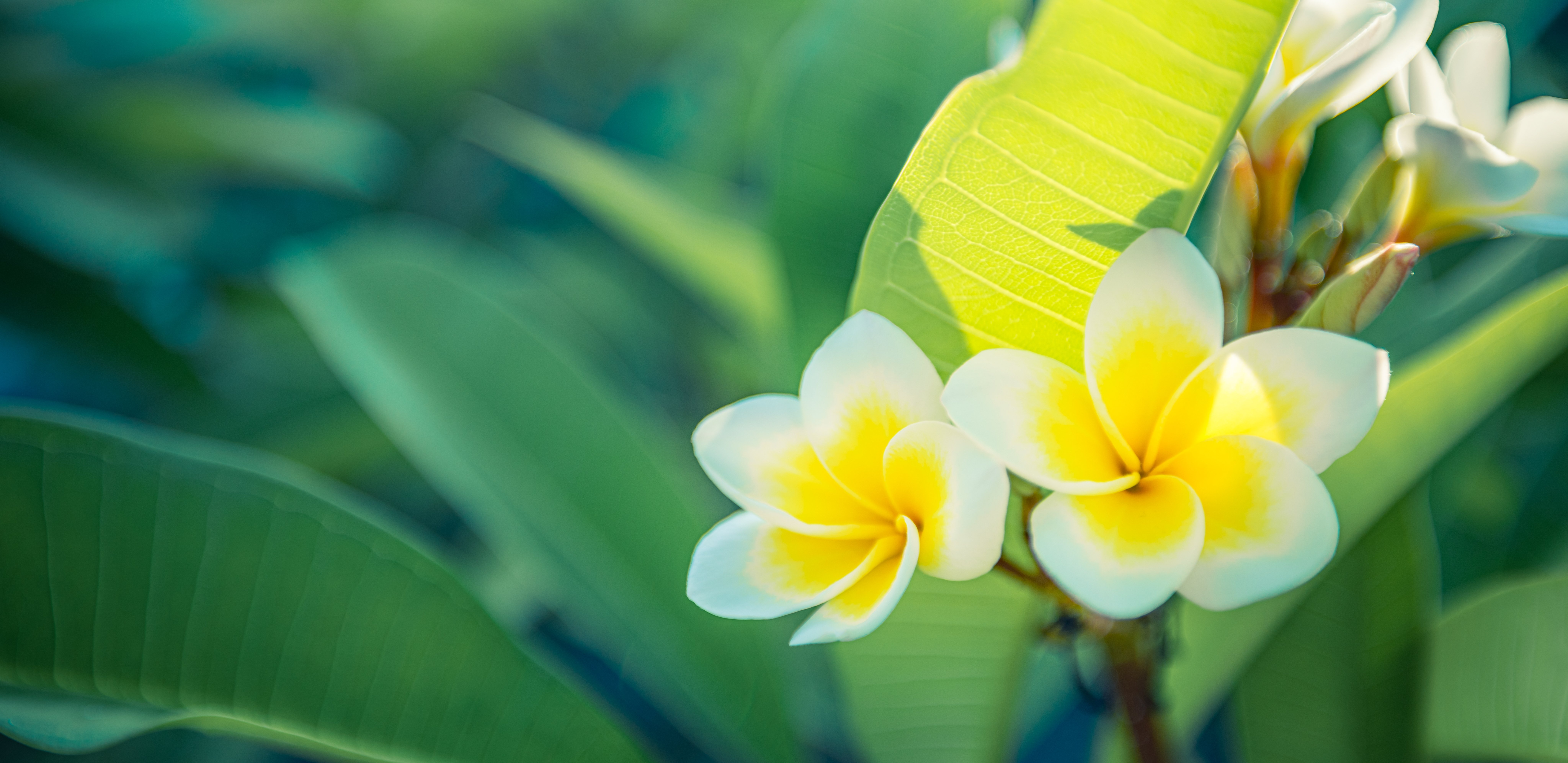 aloha flowers 2