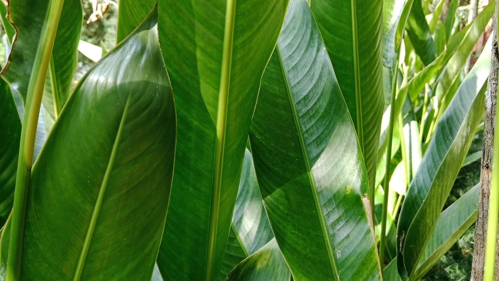 aloha leaves